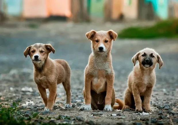 The Stray Dog Dilemma: Uncovering the Truth About Stray Dogs